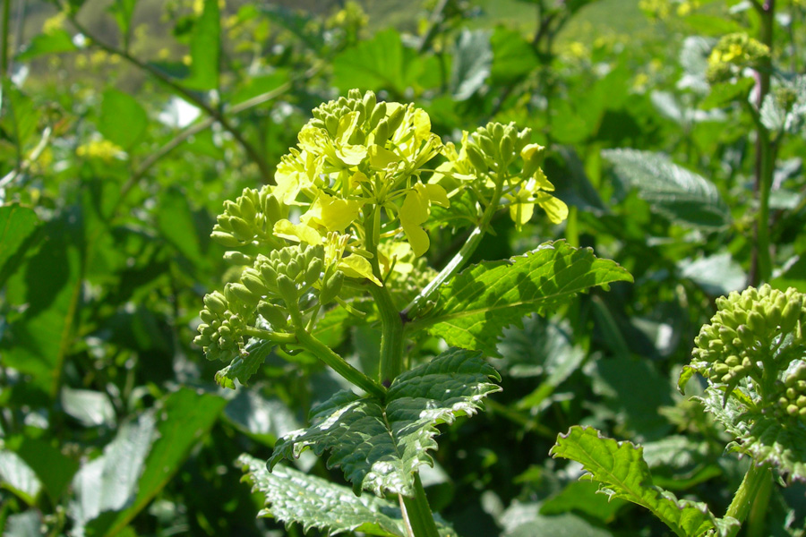 Ancora dubbi... Brassica nigra?